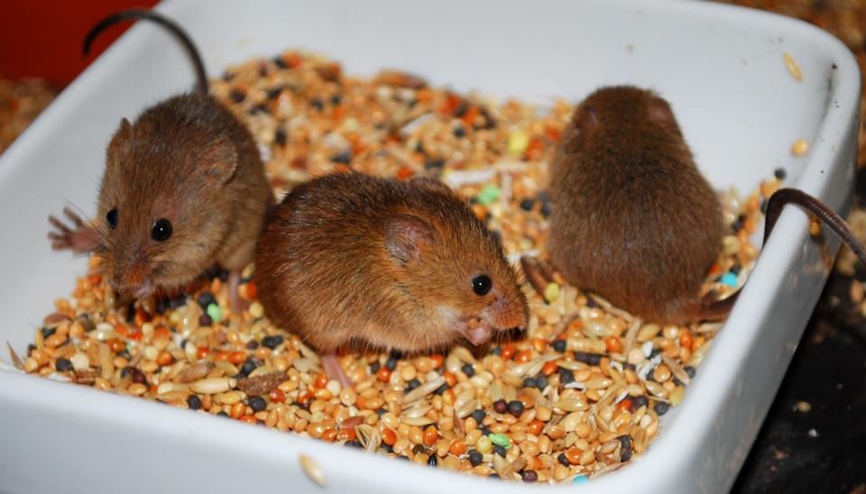 Zwergmäuse im Futternapf