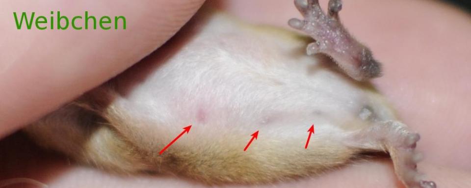 Aufgeschnittenes Nest