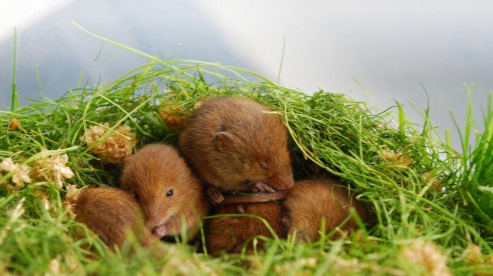 Trächtiges Weibchen