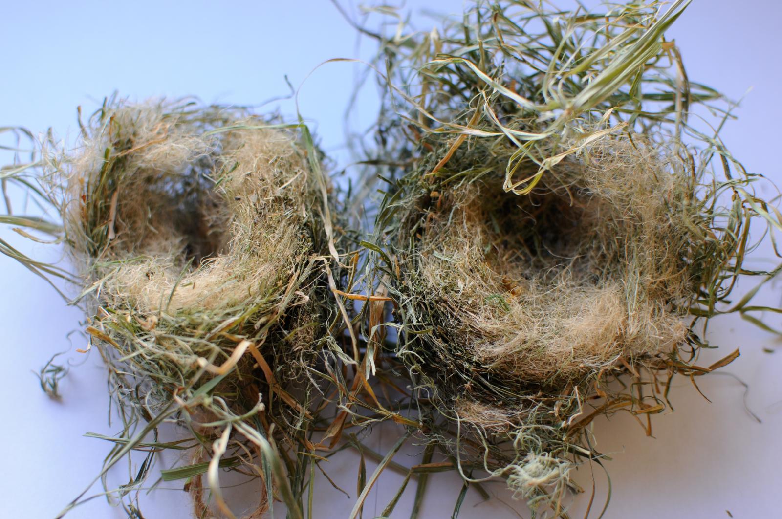 Aufgeschnittenes Nest